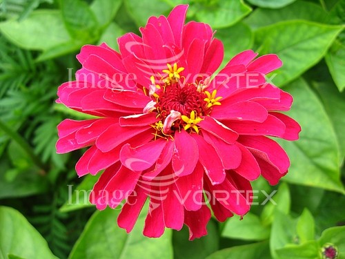 Flower royalty free stock image #290300688