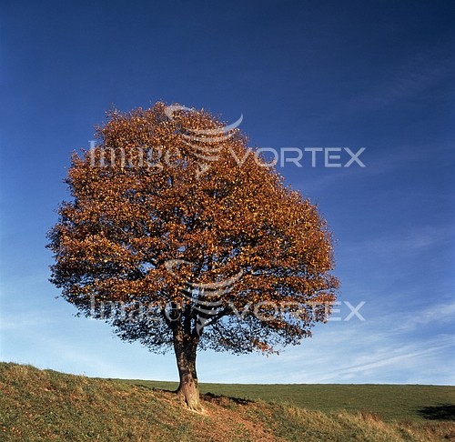 Nature / landscape royalty free stock image #290195943