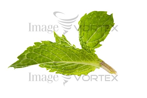 Food / drink royalty free stock image #295414317