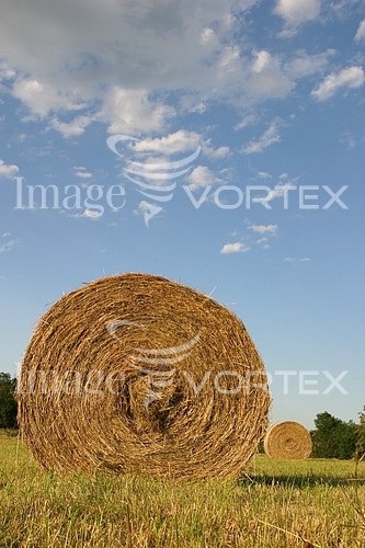 Industry / agriculture royalty free stock image #296813100