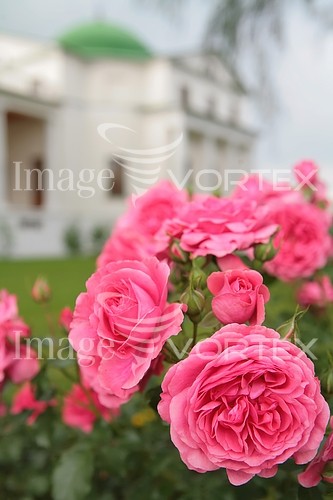 Flower royalty free stock image #298053555