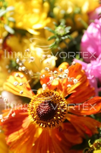 Flower royalty free stock image #301398148