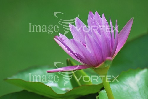 Flower royalty free stock image #302628000
