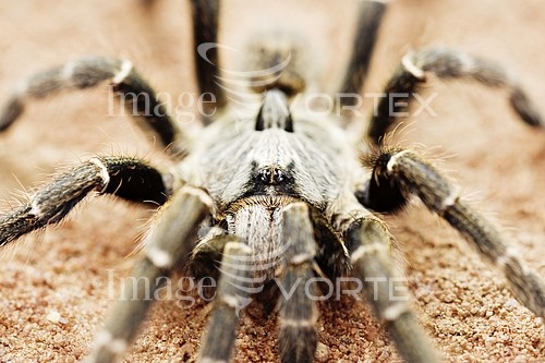 Insect / spider royalty free stock image #302788524