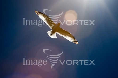 Bird royalty free stock image #309667604
