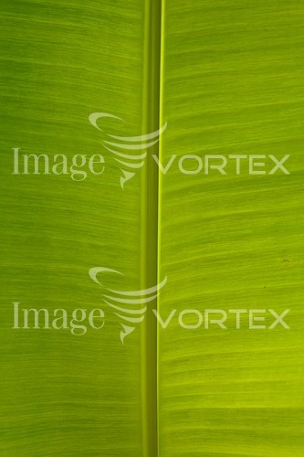 Background / texture royalty free stock image #313715336