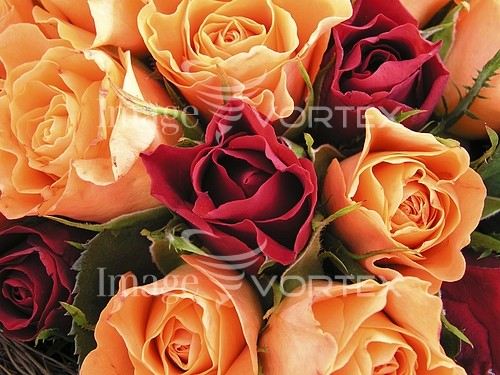 Flower royalty free stock image #315678127