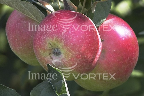Food / drink royalty free stock image #318671700