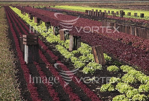 Industry / agriculture royalty free stock image #318808616