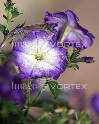 Flower royalty free stock image #318944285