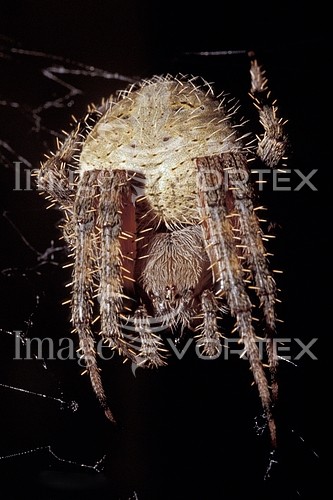 Insect / spider royalty free stock image #318069325