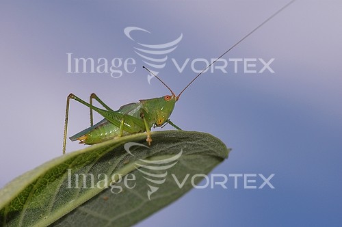 Insect / spider royalty free stock image #319618772