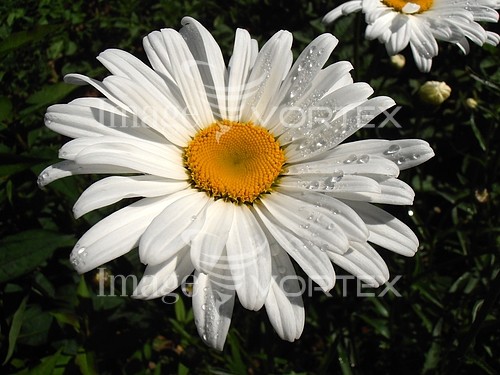 Flower royalty free stock image #322088483