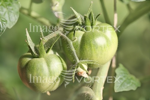 Industry / agriculture royalty free stock image #322896162