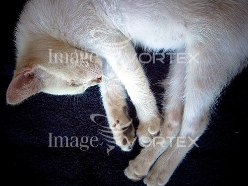 Pet / cat / dog royalty free stock image #323780384