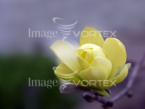 Flower royalty free stock image #323332729