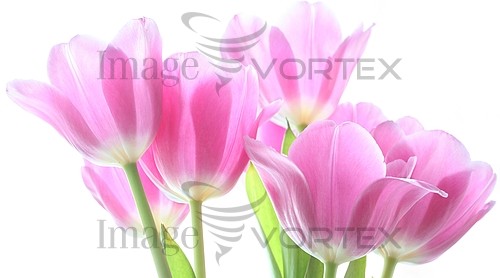 Flower royalty free stock image #323249052