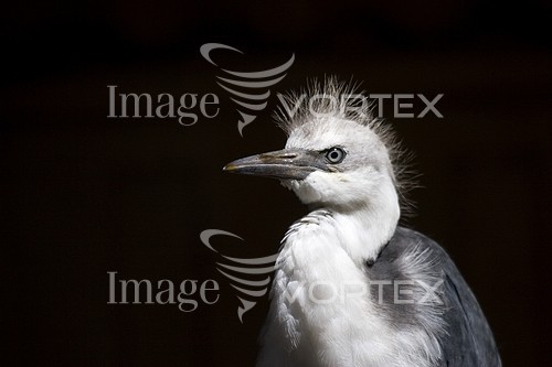 Bird royalty free stock image #324399098