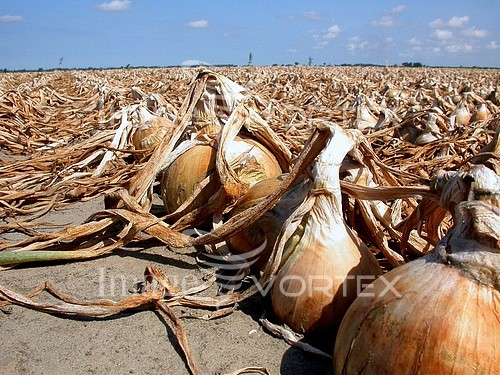 Industry / agriculture royalty free stock image #324416616