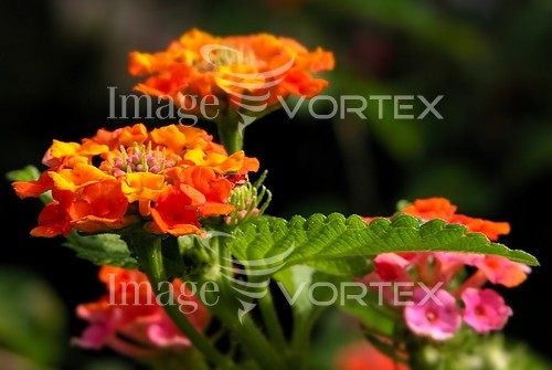 Flower royalty free stock image #325824345