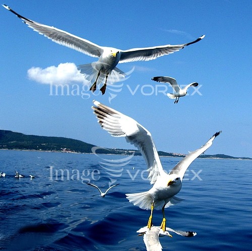 Bird royalty free stock image #325922327