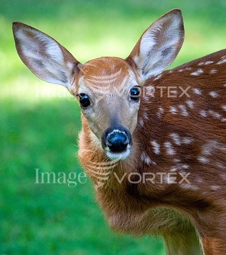 Animal / wildlife royalty free stock image #325332304