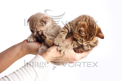Pet / cat / dog royalty free stock image #326930648