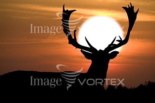 Animal / wildlife royalty free stock image #328344149