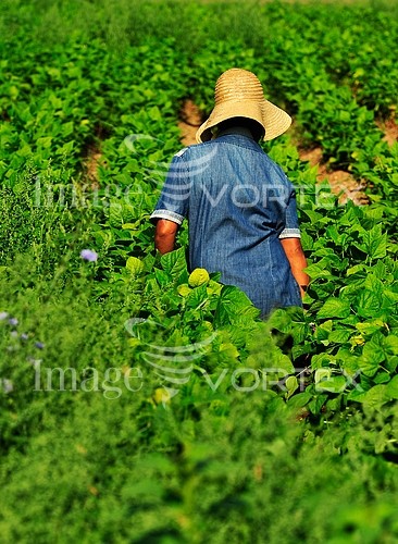 Industry / agriculture royalty free stock image #332675525