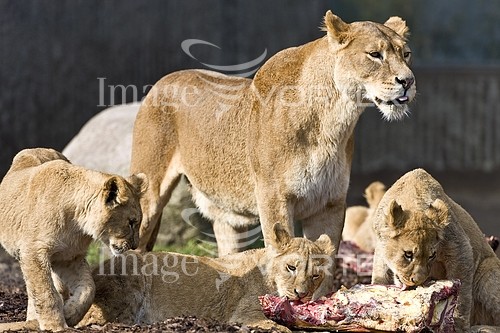 Animal / wildlife royalty free stock image #334986971