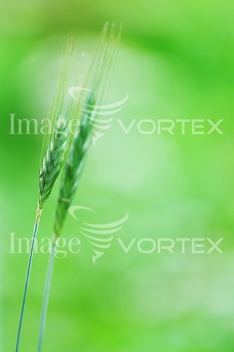 Industry / agriculture royalty free stock image #337885177