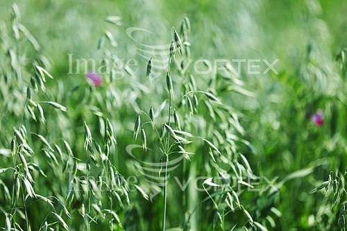 Industry / agriculture royalty free stock image #337897465