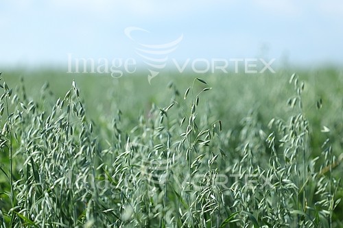 Industry / agriculture royalty free stock image #338074135