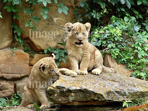 Animal / wildlife royalty free stock image #341067437