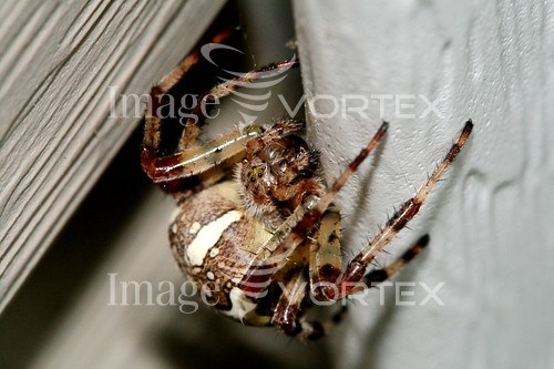 Insect / spider royalty free stock image #341493653