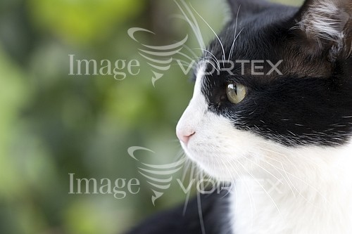 Pet / cat / dog royalty free stock image #342146812