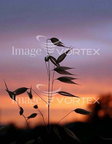 Sunset / sunrise royalty free stock image #342429049