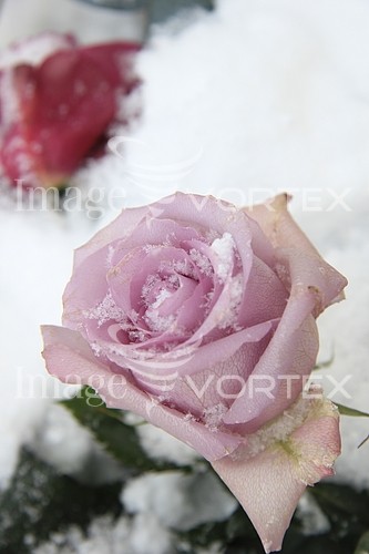 Flower royalty free stock image #343472632