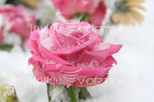 Flower royalty free stock image #343278452