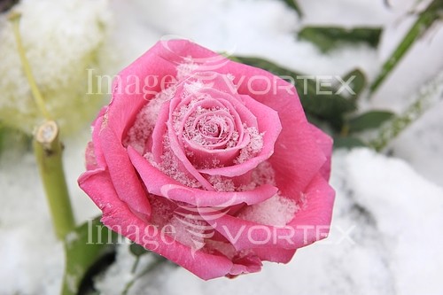 Flower royalty free stock image #343349342