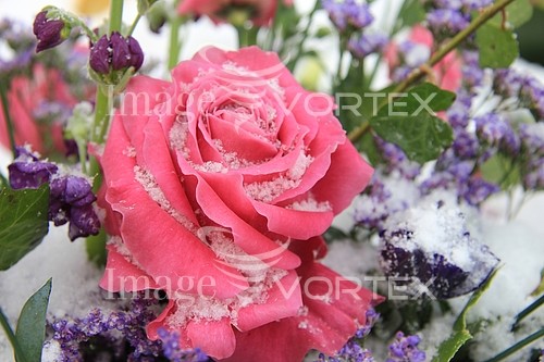 Flower royalty free stock image #343419303