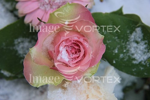 Flower royalty free stock image #343662516