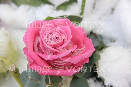 Flower royalty free stock image #343746882