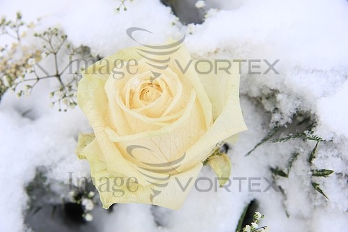 Flower royalty free stock image #343569743
