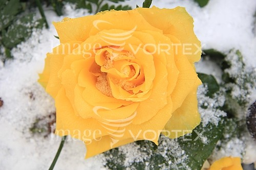 Flower royalty free stock image #343380008