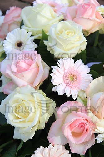 Flower royalty free stock image #344440113