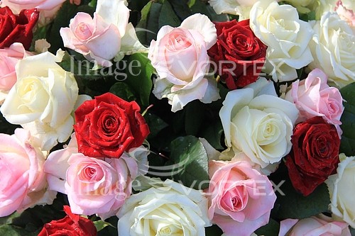 Flower royalty free stock image #344143146