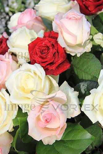 Flower royalty free stock image #344469348