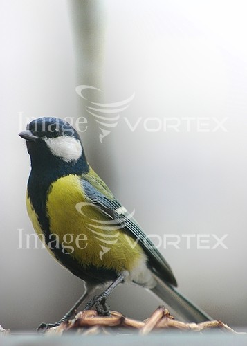 Bird royalty free stock image #345118278