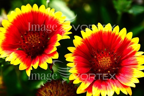 Flower royalty free stock image #345184923